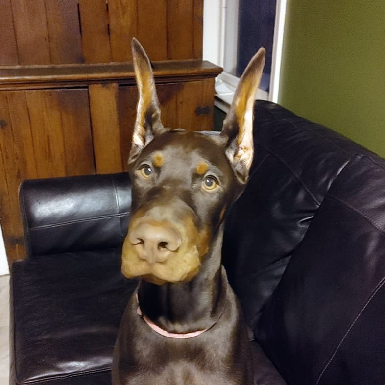 A close-up of a brown and tan Doberman dog sitting comfortably on a brown leather couch.