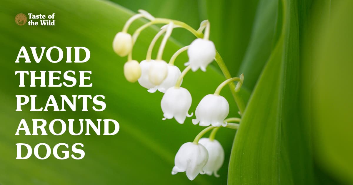 A close-up of a lily of the valley plant, featuring several small, white, bell-shaped flowers drooping gracefully in front of vibrant, broad green leaves.