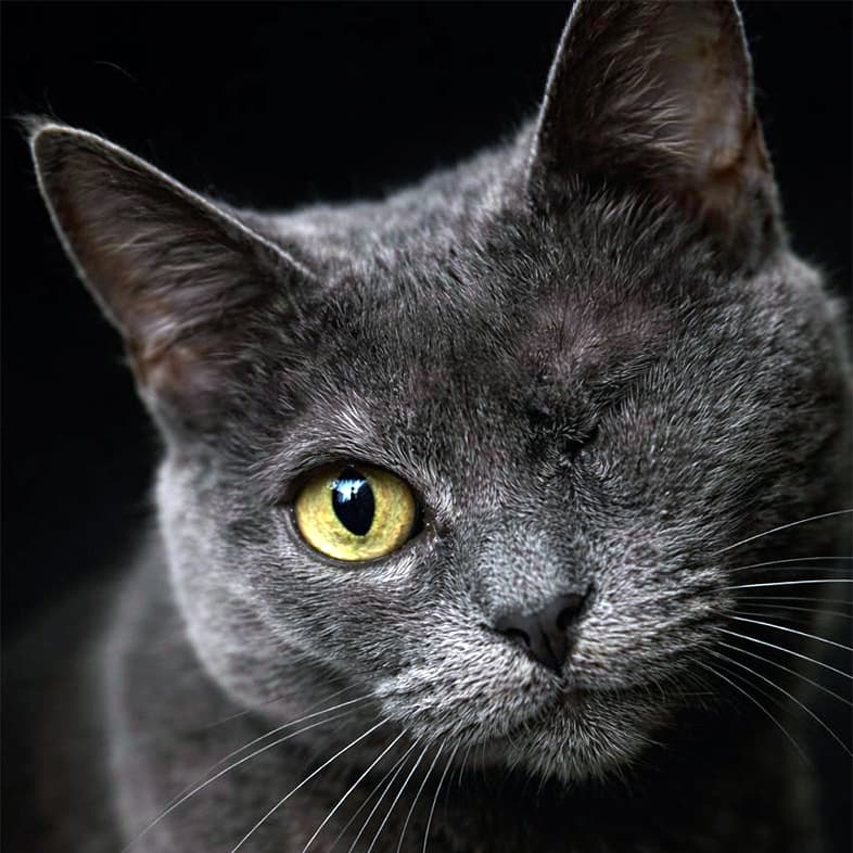 A close-up of a one-eyed gray cat with a bright yellow eye against a black background.