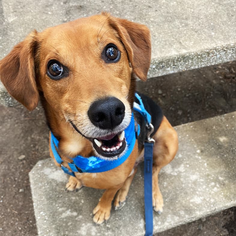 A close-up of a tan and black dog wearing a blue collar and leash while sitting on a cement park bench.