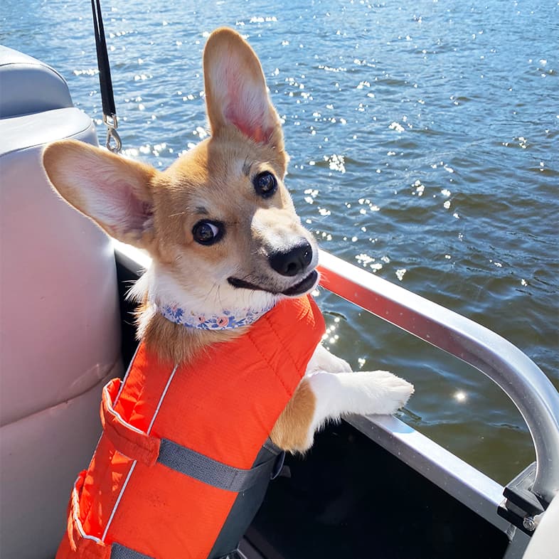 A close-up of a tan and white corgi dog wearing an orange life vest while on a boat on the water.