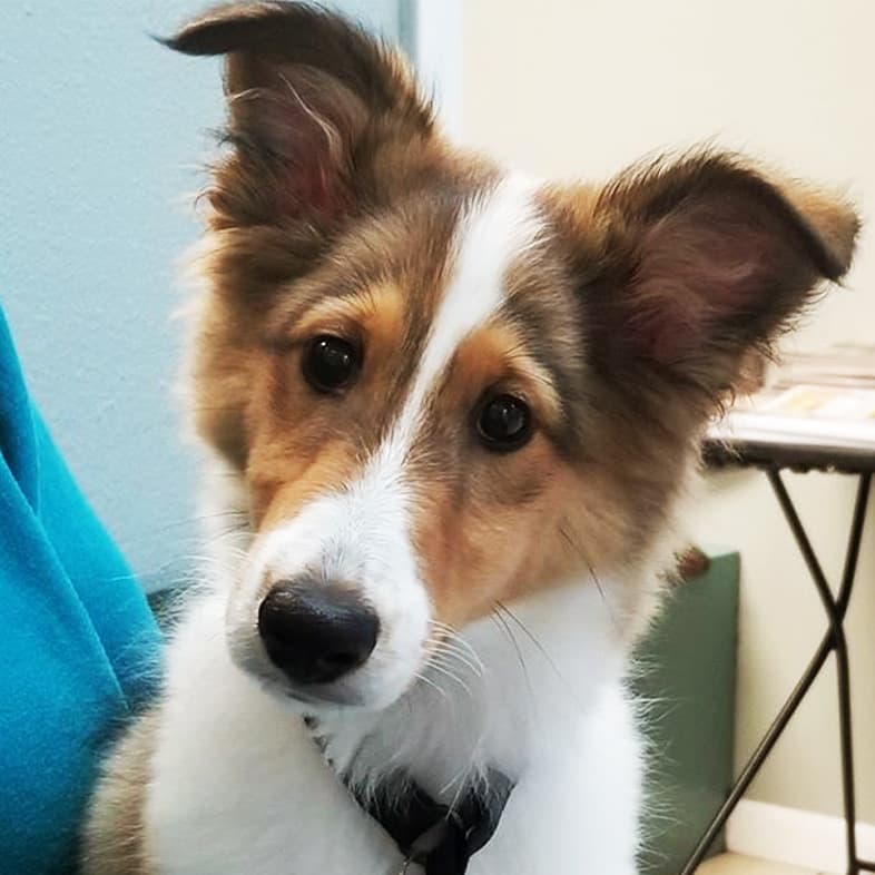 A close-up of a tan and white shetland sheepdog sitting calmly in someone's lap.