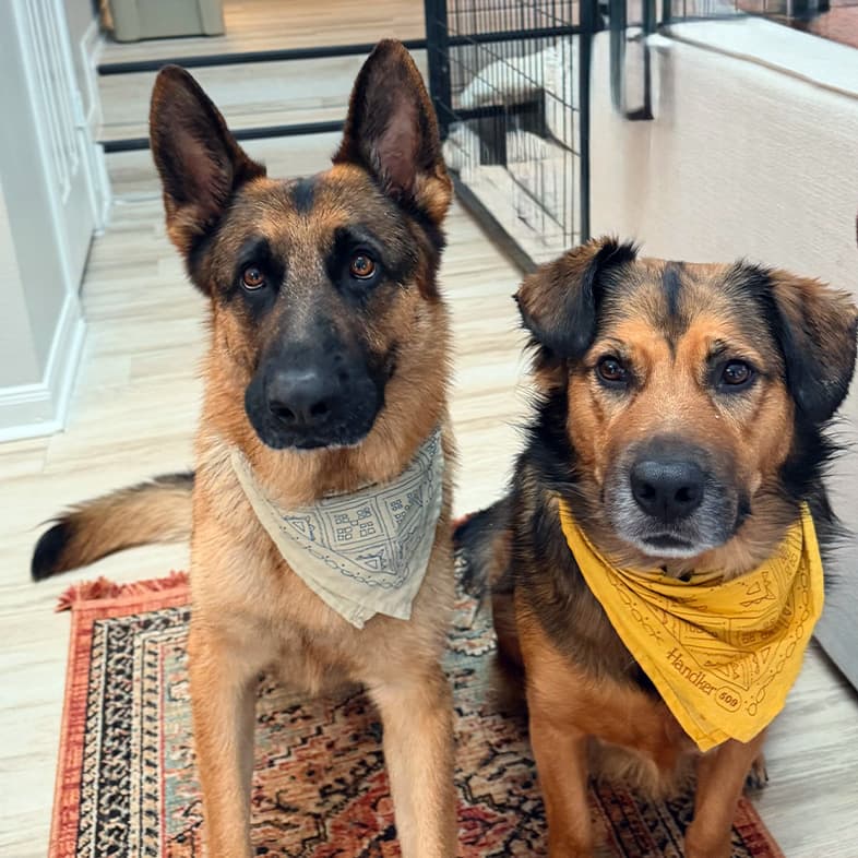 A German shepherd and a mixed breed shepherd dog sitting side-by-side on a patterned rug indoors while wearing decorative bandanas.
