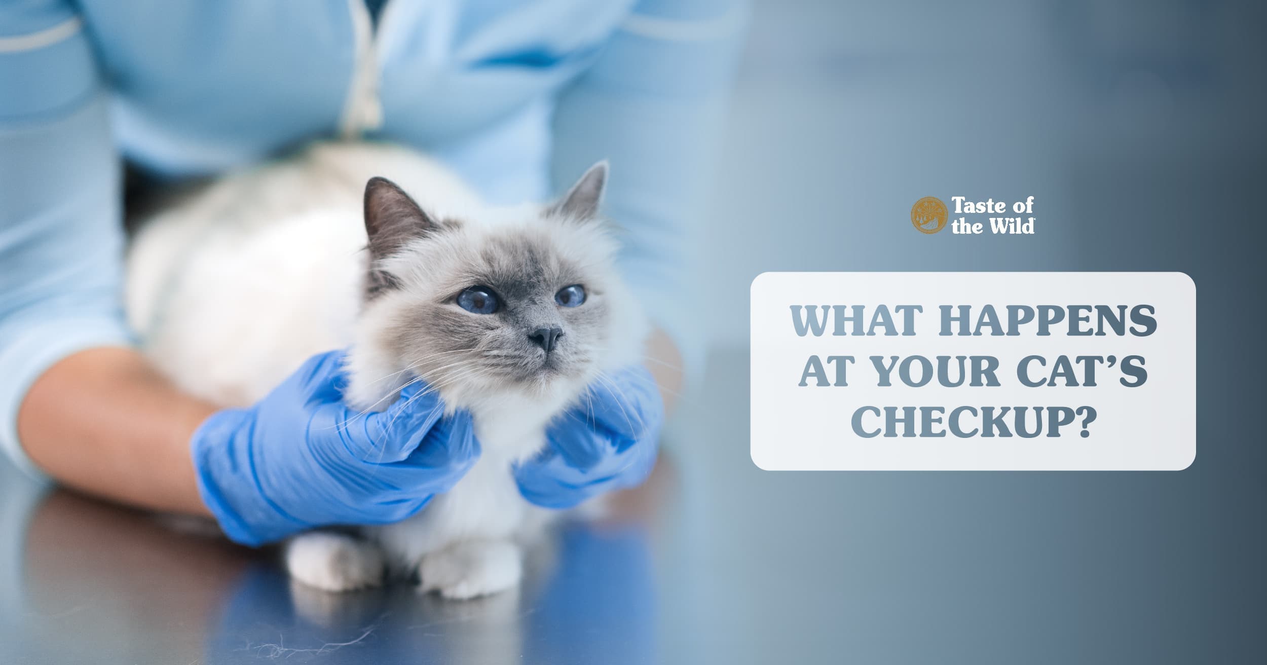 A long-haired white and gray cat with bright blue eyes being gently held on an exam table by a person wearing blue medical gloves.