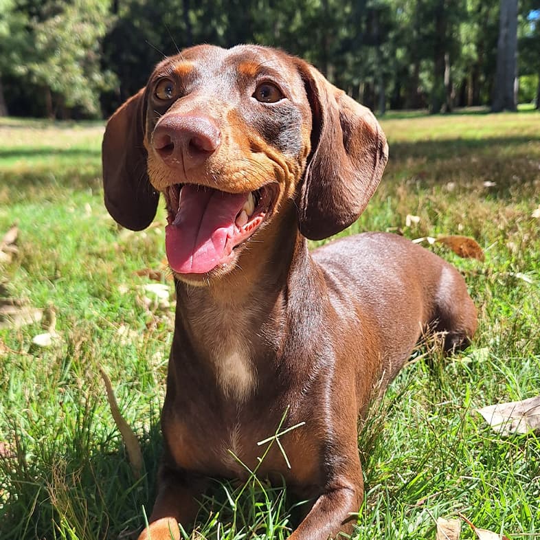 A tan and brown dachshund lying happily outside on green grass in the sun.