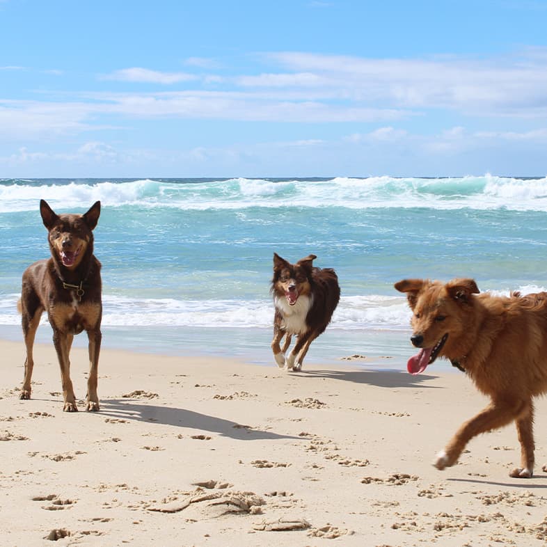 Three happy dogs running and playing on a sunny sandy beach with crashing ocean waves in the background.