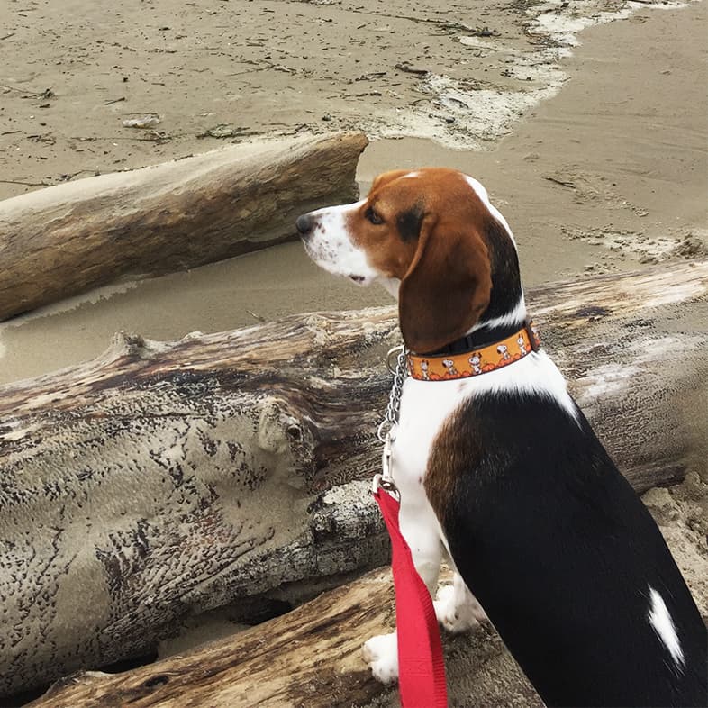 A black, white and tan beagle sitting next to a piece of driftwood on a sandy beach while looking out towards ocean waves in the distance.