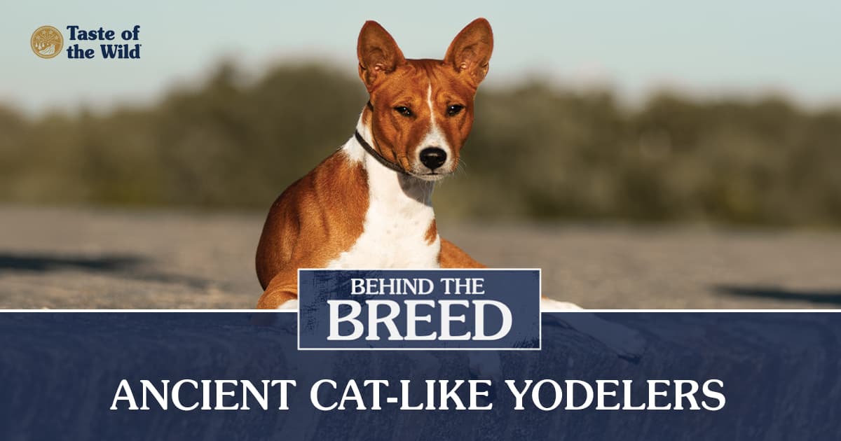 A brown and white Basenji dog sitting on a stone ledge in the sun.