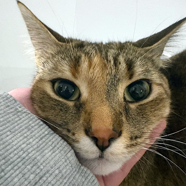 A close-up of a black and tan domestic shorthair cat with its face cradled in someone's hand.