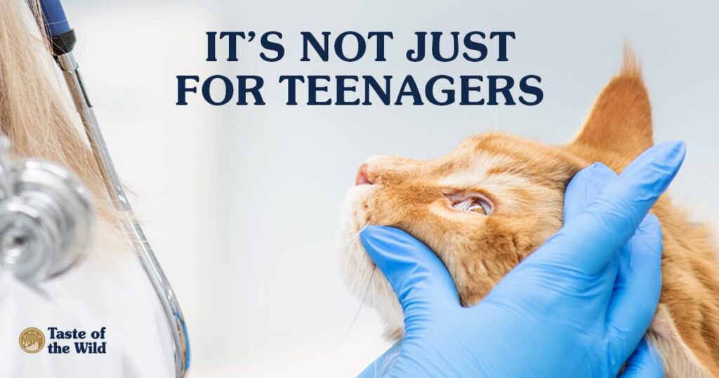 A close-up of a veterinarian wearing blue gloves while gently examining the face of a ginger cat during a check-up.