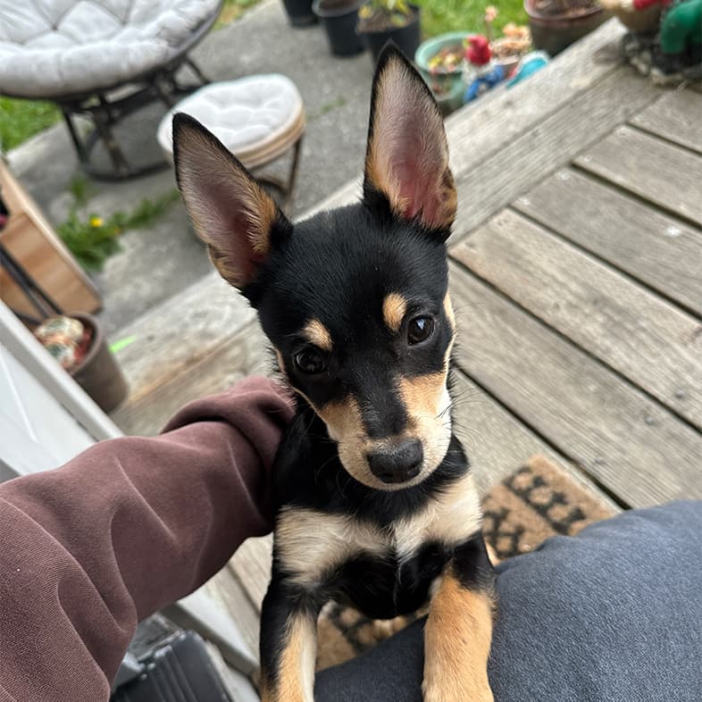 A small black and tan puppy with large, pointy ears looking up while leaning on a person's lap.