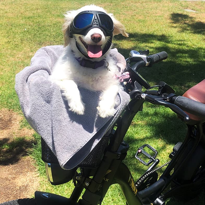 A small Cavalier King Charles dog wearing protective black goggles while sitting happily in a gray towel-lined basket on the front of an electric bicycle.
