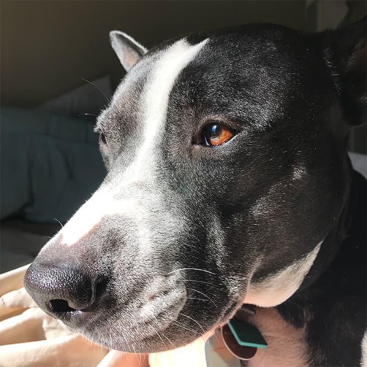 A black and white dog lying indoors while looking off to the side in the sunlight.