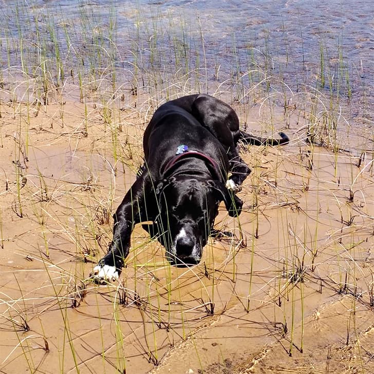 A black Great Dane lying in shallow water along a muddy shoreline on a sunny day.