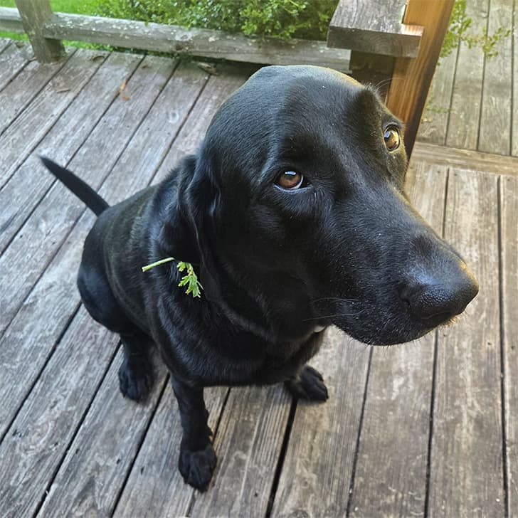 A black Labrador retriever dog sitting on a wooden deck looking up at the camera with a leaf caught on its collar.