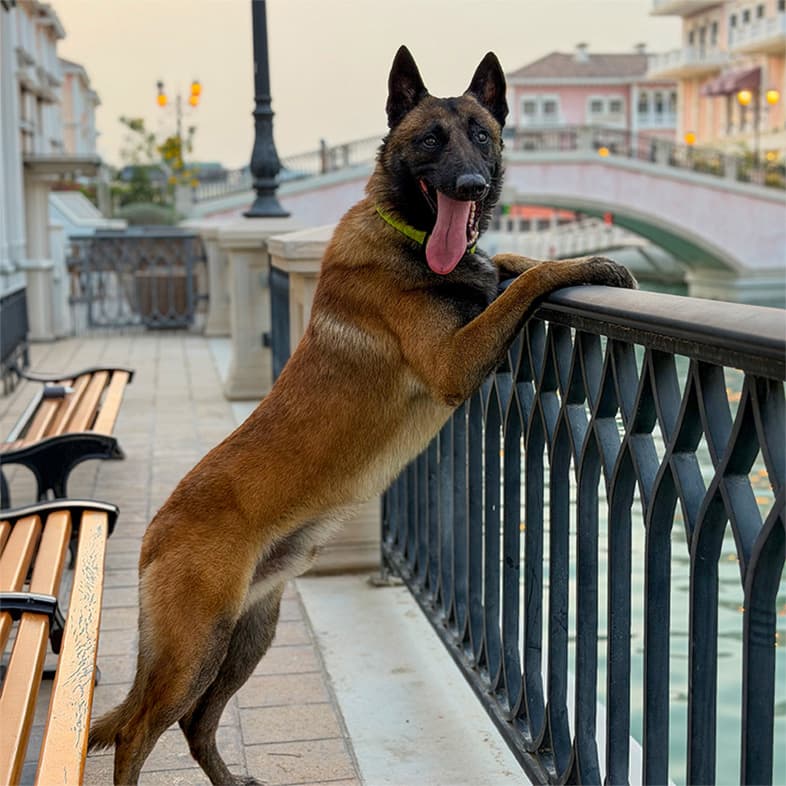 A black and tan Belgian malinois dog standing on its hind legs leaning against a railing while panting.
