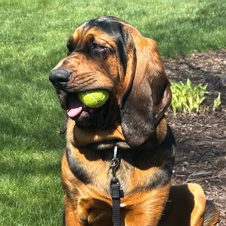 A black and tan bloodhound dog sitting calmly outside in the sun with a green tennis ball in its mouth.