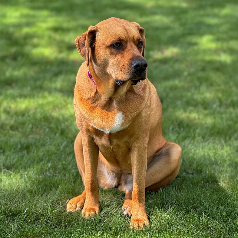 A brown dog sitting on green grass while looking off to the side.