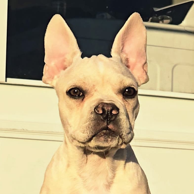 A close-up of a small, white dog with pointy ears sitting on a front porch in the sun.
