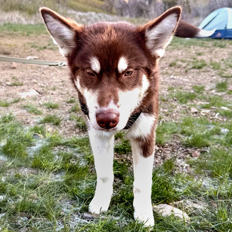 A close-up of a young brown and white Alaskan malamute puppy standing outside at a campsite in the woods.