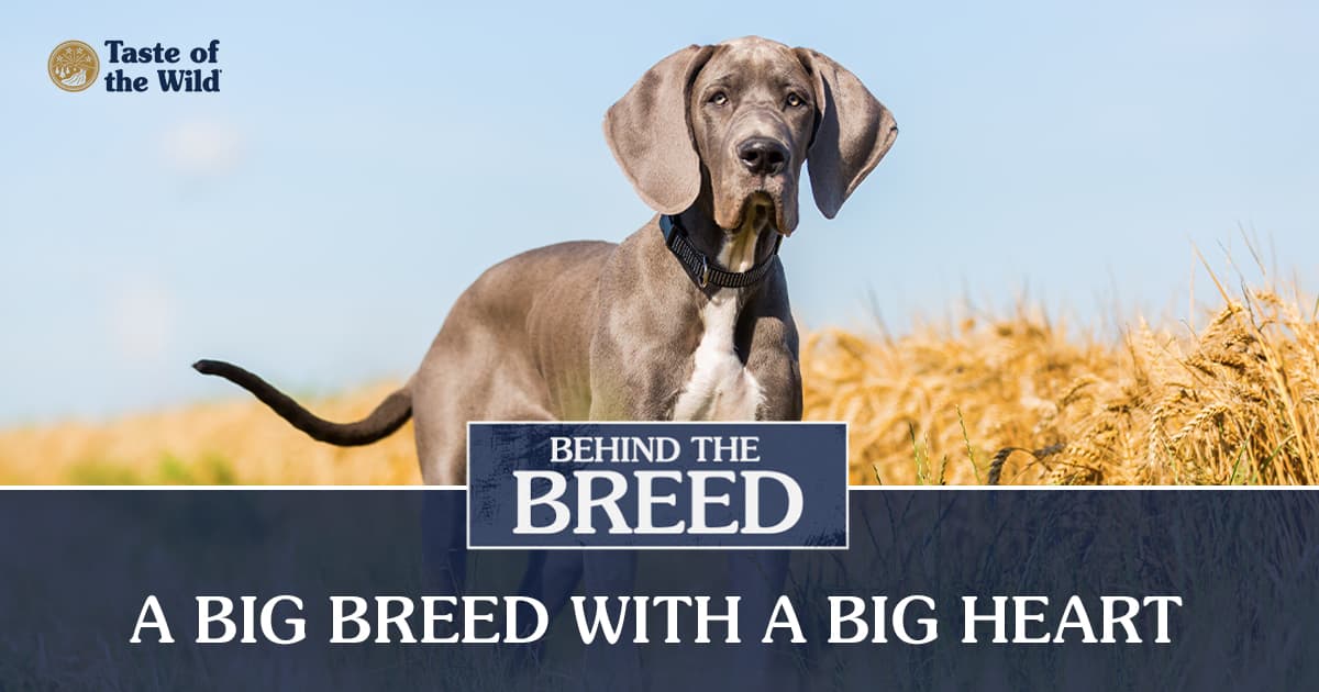 A gray and white Great Dane puppy standing in a wheat field on a sunny day.