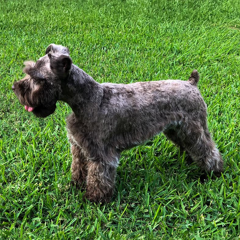 A side view of a gray and brown miniature schnauzer dog standing outside in green grass.