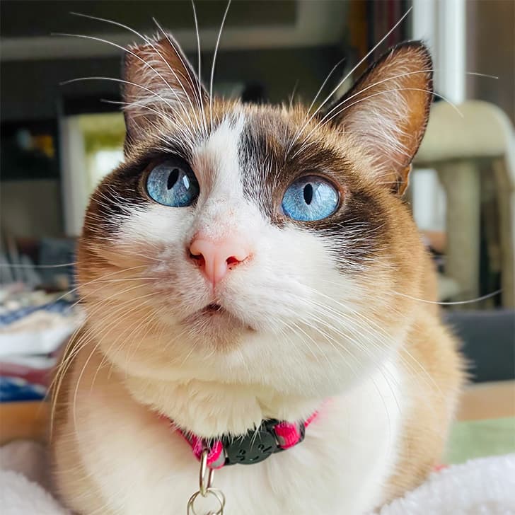 A snowshoe cat wearing a pink collar with a bell resting on a soft blanket while looking at the camera.