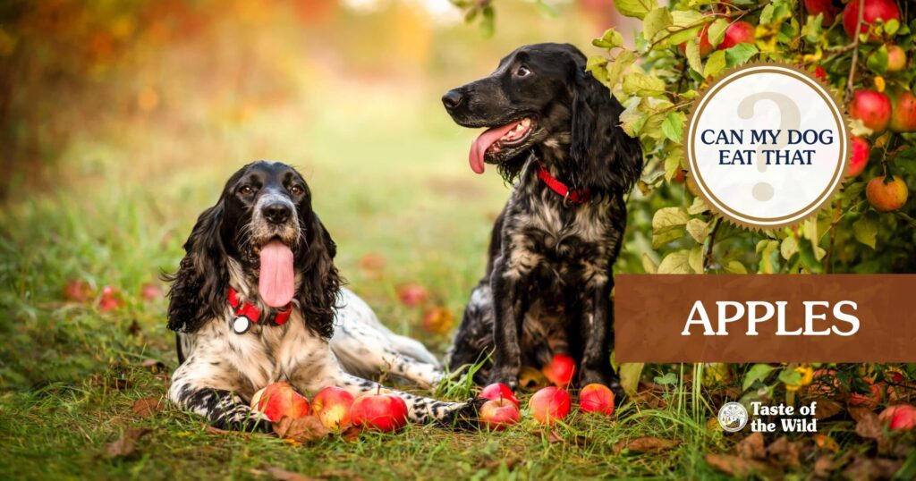 Two black and white English springer spaniels with red collars sitting in an apple orchard surrounded by scattered red apples.