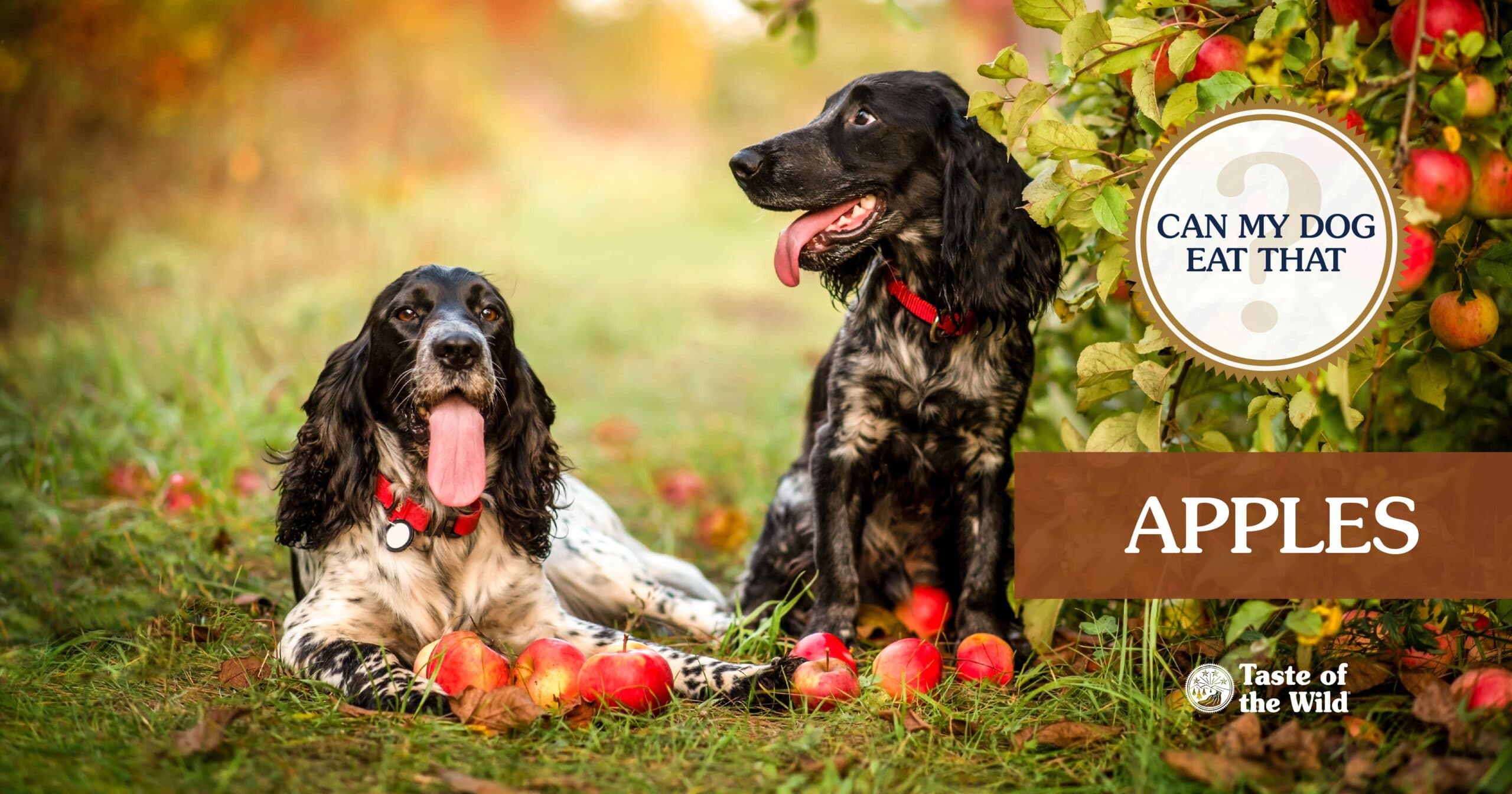 Two black and white English springer spaniels with red collars sitting in an apple orchard surrounded by scattered red apples.
