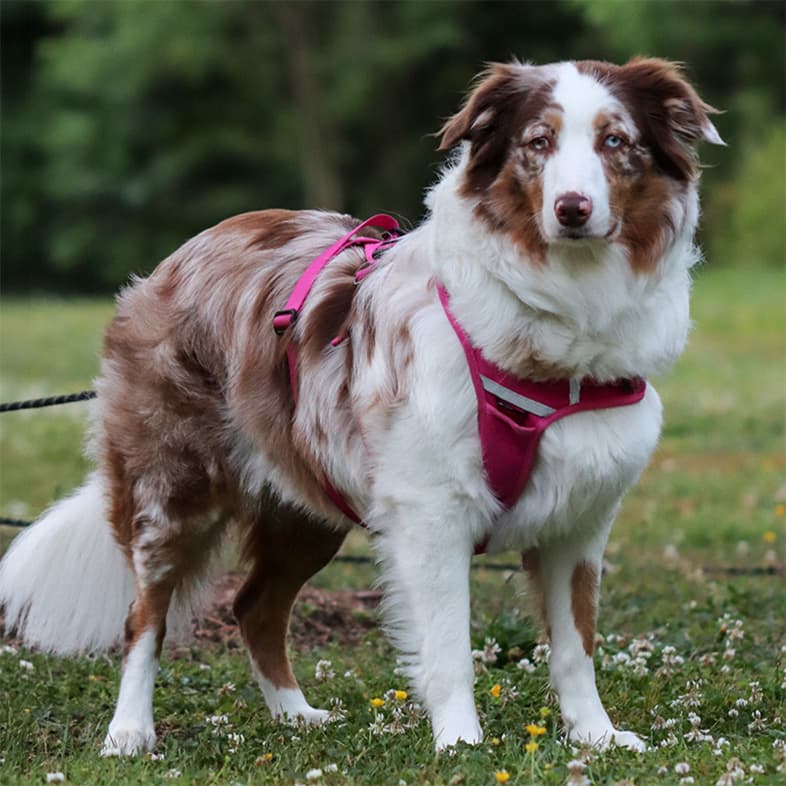 A white and brown Australian shepherd wearing a pink harness while standing in a grassy field.