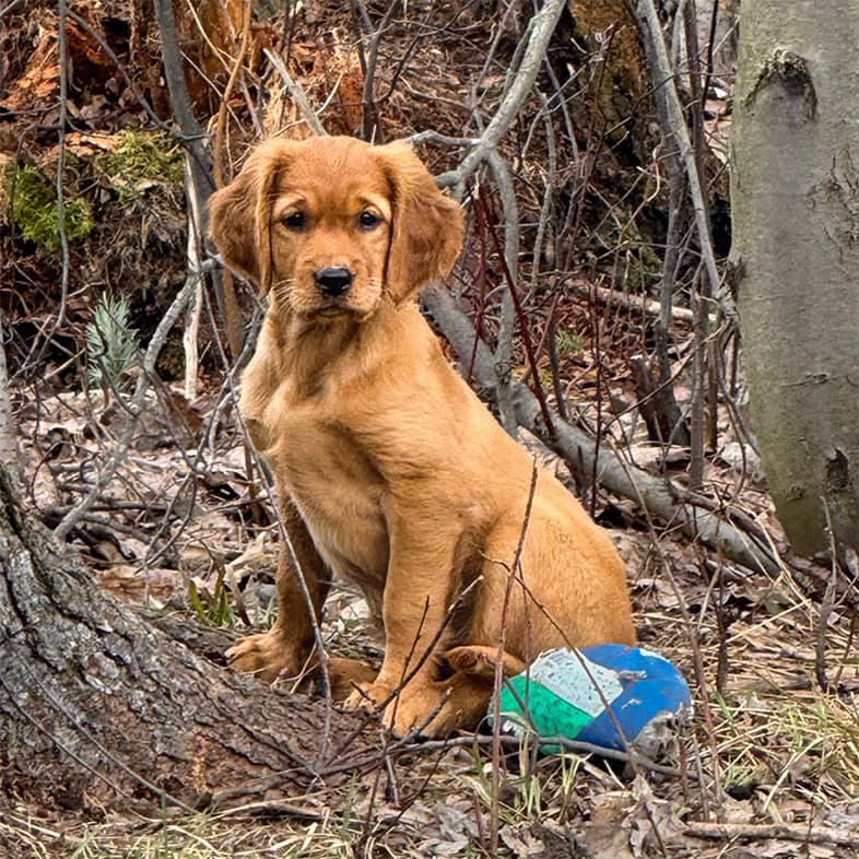 A young golden retriever sitting at the base of a tree in the woods.
