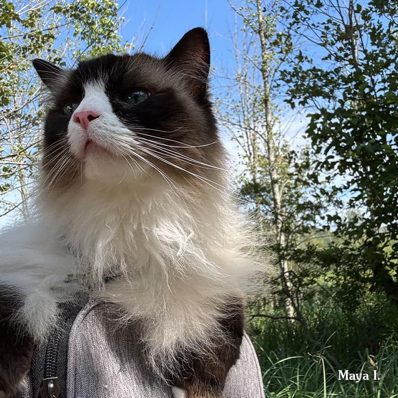 A low-angle shot of a black and white cat against trees and blue sky.