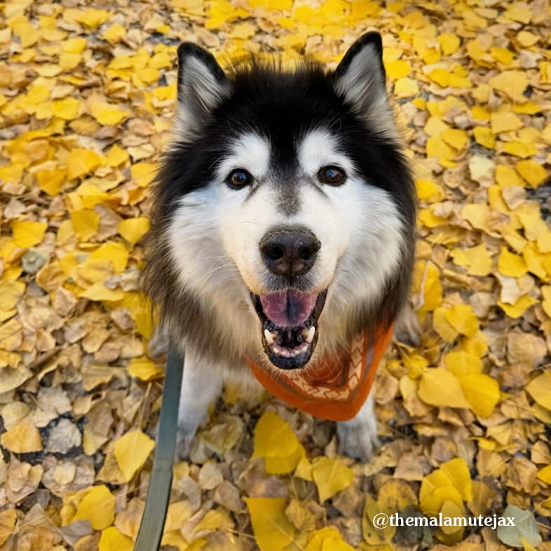 A black and white Malamute dog standing in yellow leaves.