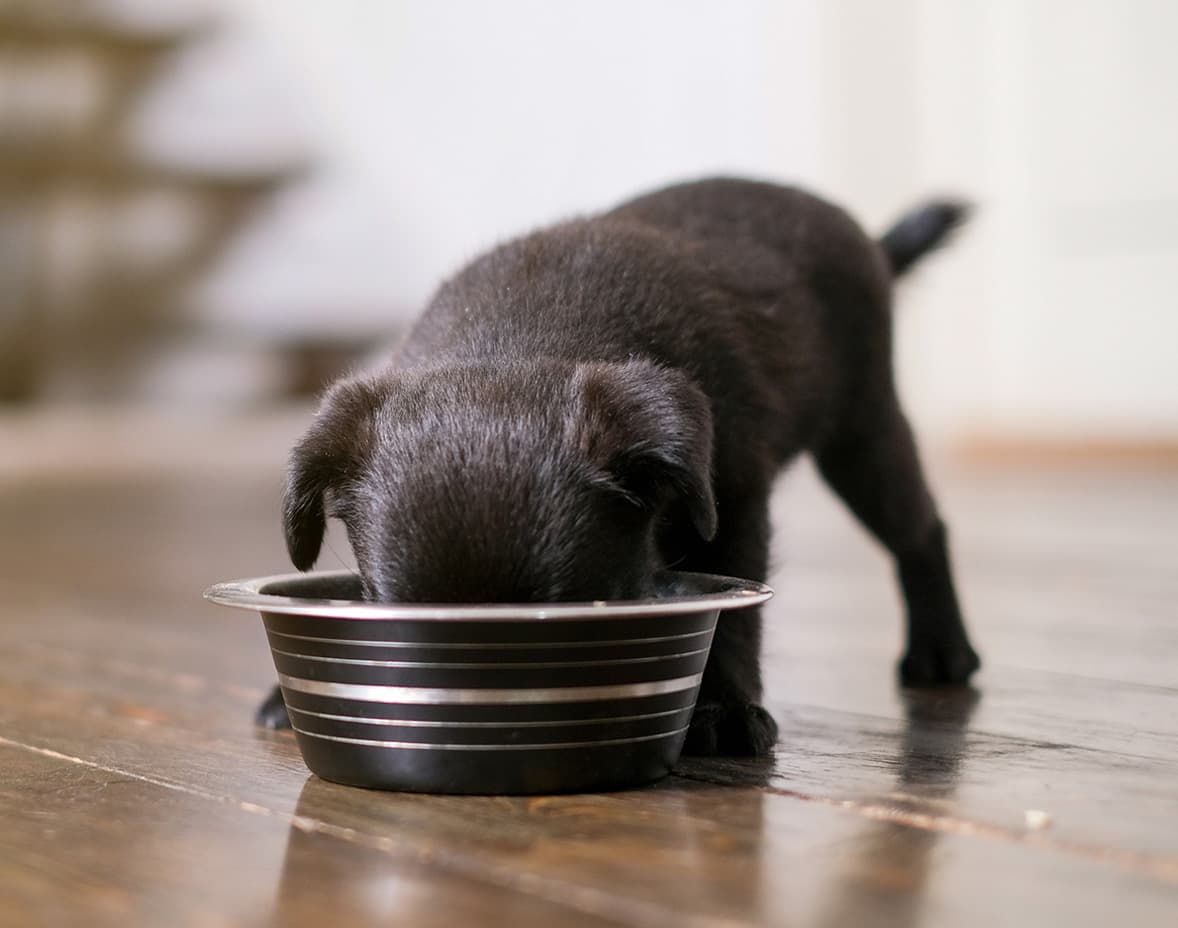 A black puppy eating from a metal bowl on a wooden floor.