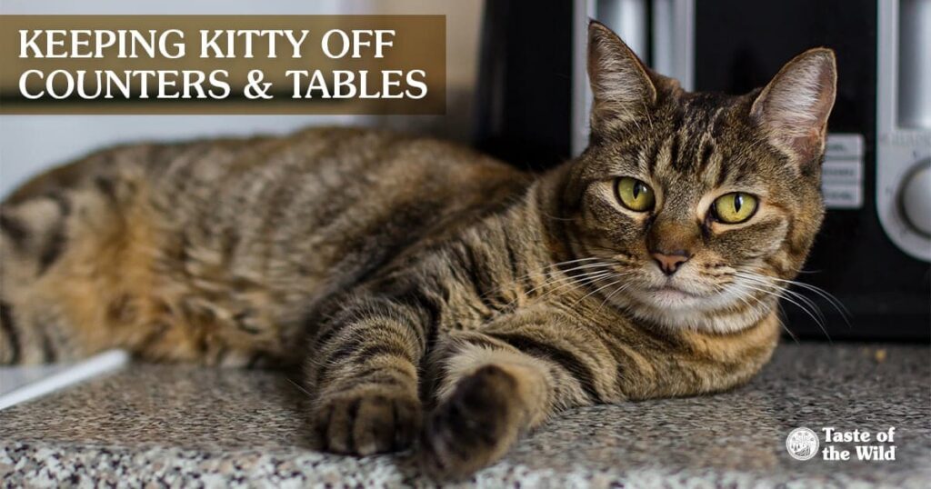 A brown tabby cat lying comfortably on a kitchen counter.