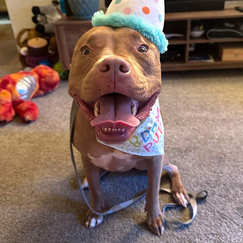 A close-up of a smiling tan American pit bull terrier dog wearing a birthday bandana and a polka dot party hat.