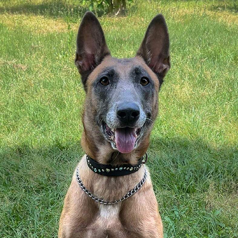 A close-up of a tan and black Belgian malinois dog wearing a black bejeweled dog collar while sitting outside in green grass.