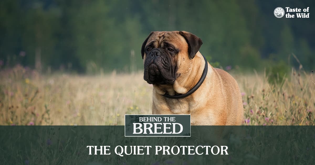A large tan bullmastiff dog wearing a black collar while standing in a grassy field.
