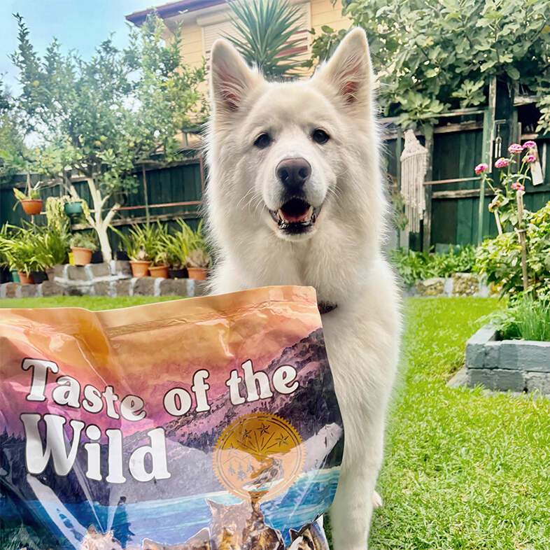 A tan and white Australian shepherd dog smiling while sitting outside in the sun next to a bag of Sierra Mountain Canine Recipe with Roasted Lamb.