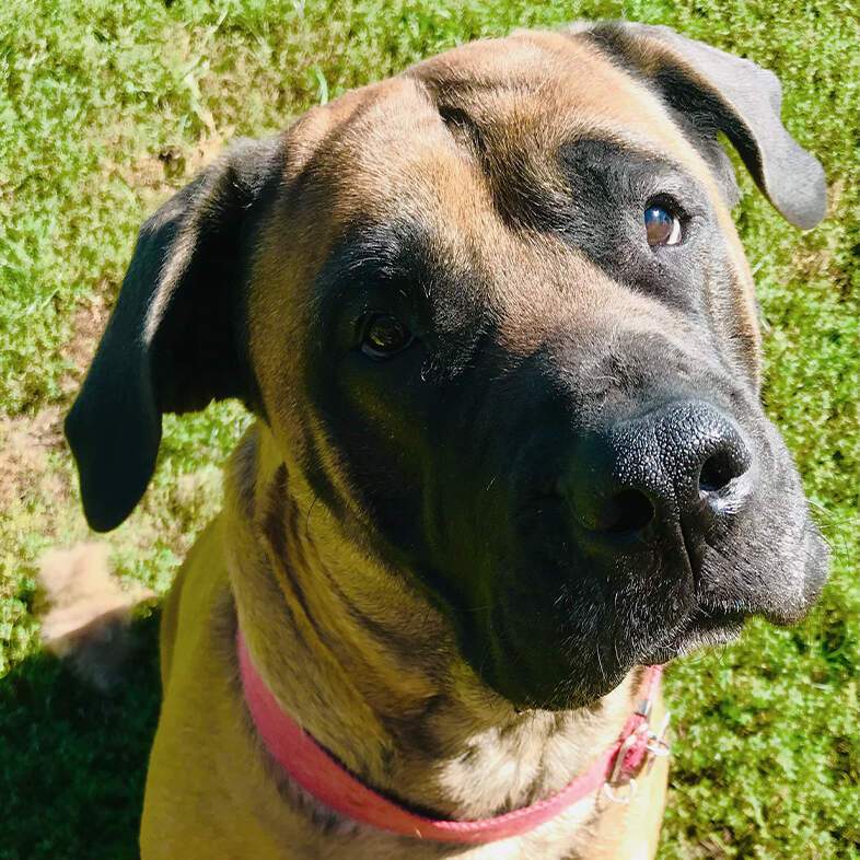 A mastiff dog sitting on grass while looking up at the camera with a curious expression.