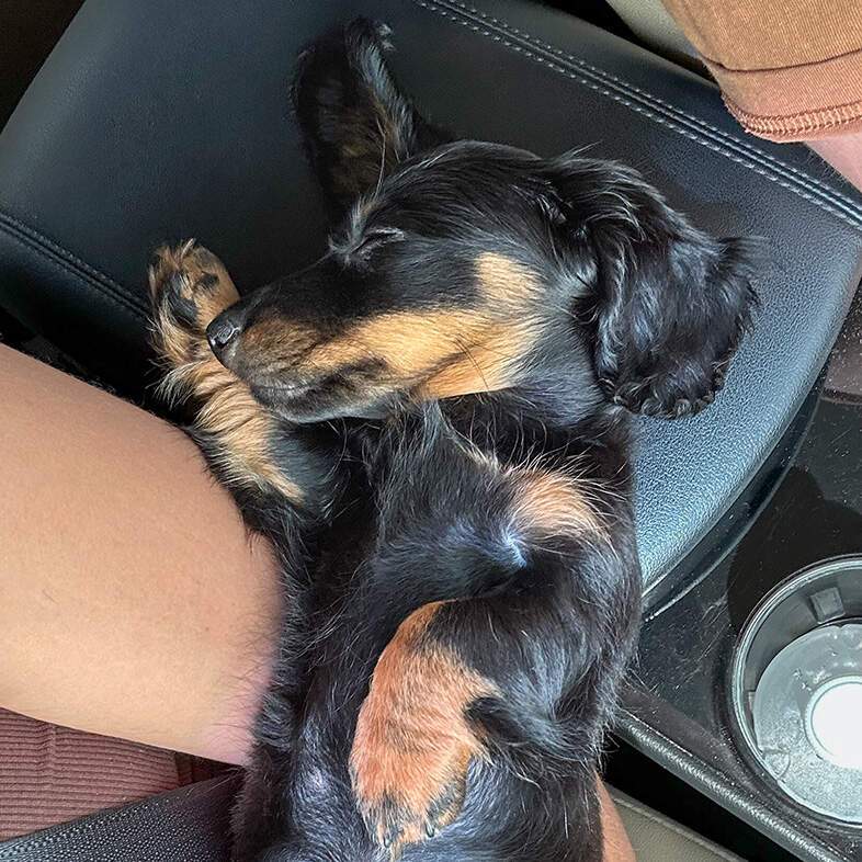 An overhead view of a young black, white and tan dachshund puppy lying on its back in someone's arms inside a car.