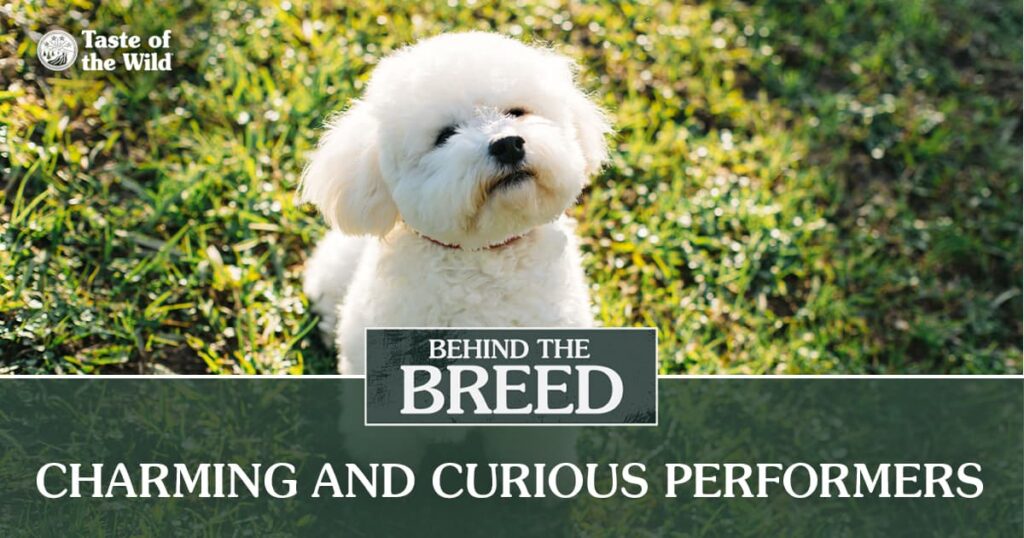 A small, fluffy white bichon frise puppy sitting on green grass in the sun.