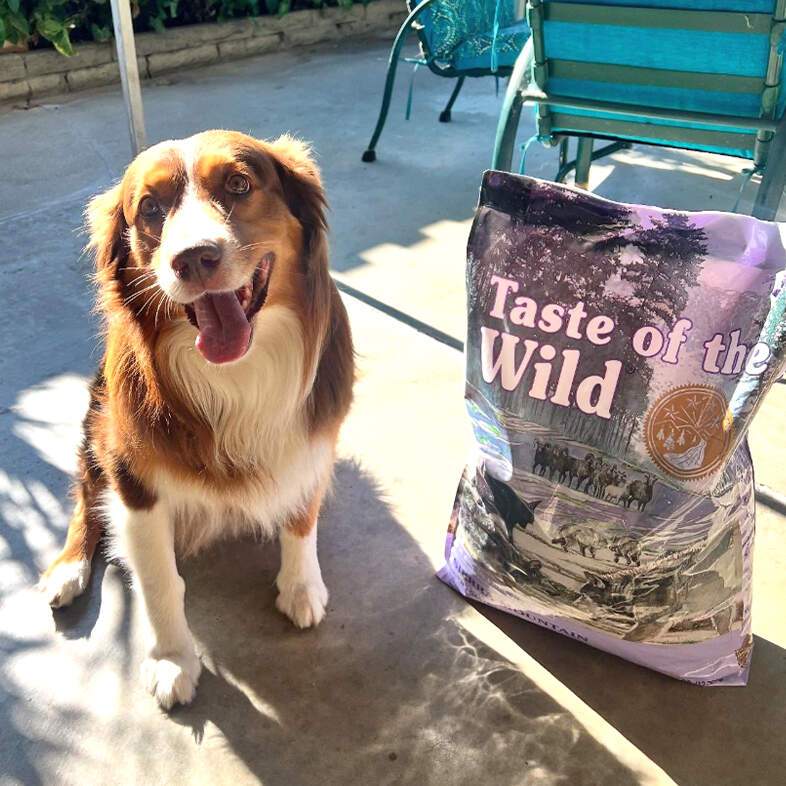 A tan and white Australian shepherd dog smiling while sitting outside in the sun next to a bag of Sierra Mountain Canine Recipe with Roasted Lamb.