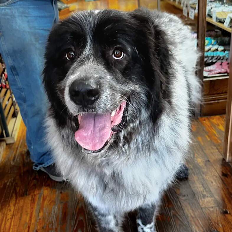 A white and black great Pyrenees dog smiling while standing on a hardwood floor inside a store.