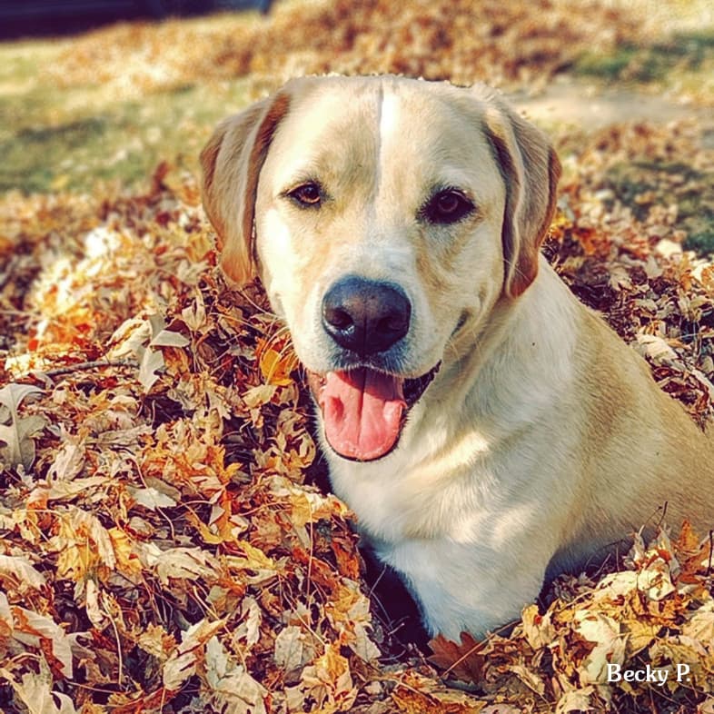 A yellow dog with its tongue out sitting in a pile of fall leaves.