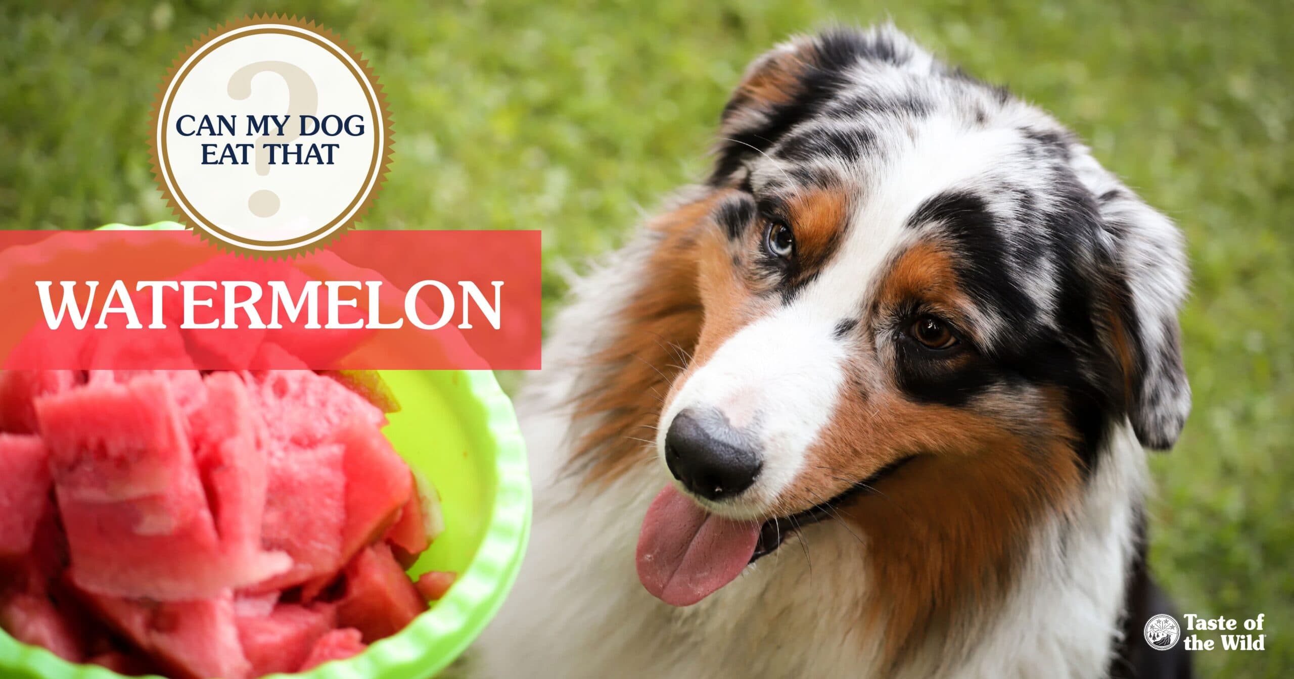 An Australian shepherd dog sitting outside looking at a bowl of fresh watermelon.