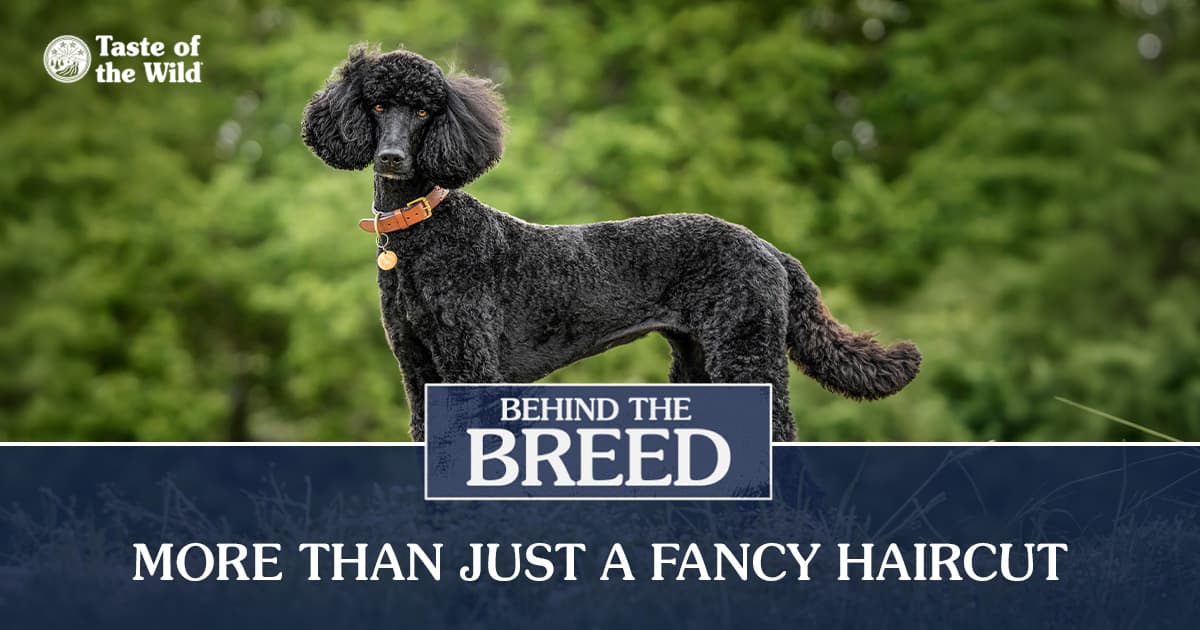 A black standard poodle with curly fur standing outside in green grass with green trees in the background.