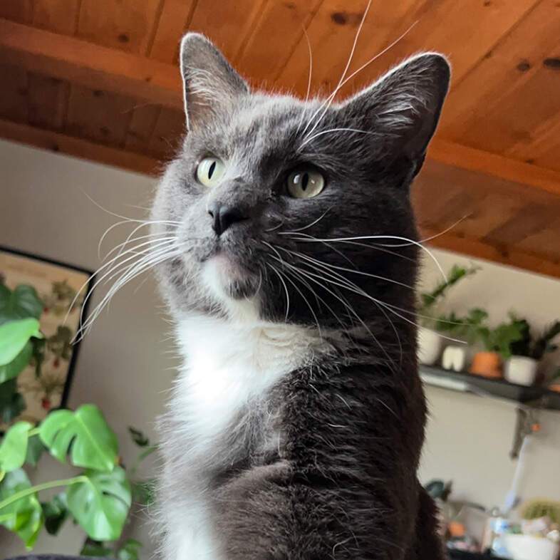 A close-up of a gray and white cat sitting comfortably on a blanket in a living room.