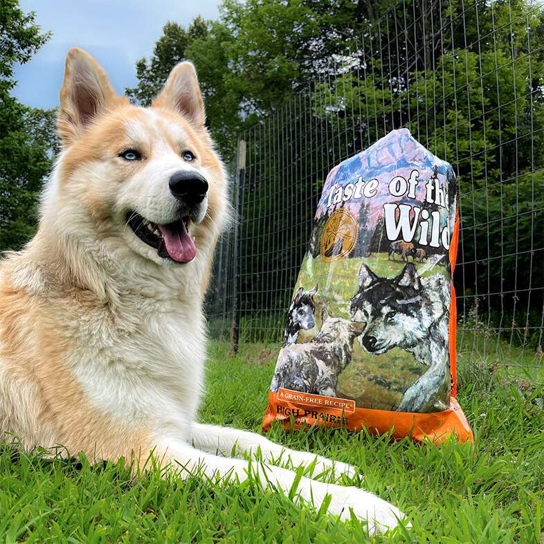 A close-up of a tan and white Siberian husky lying outside in green grass next to a bag of High Prairie Puppy Recipe with Roasted Bison & Roasted Venison.