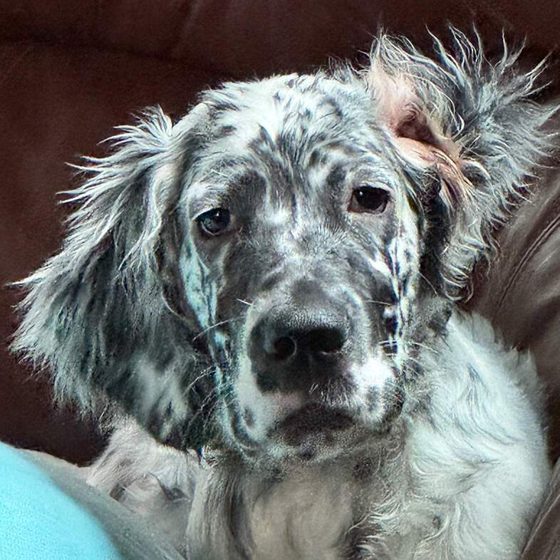 A close-up of a white and black English setter dog lying comfortably on a brown leather couch.